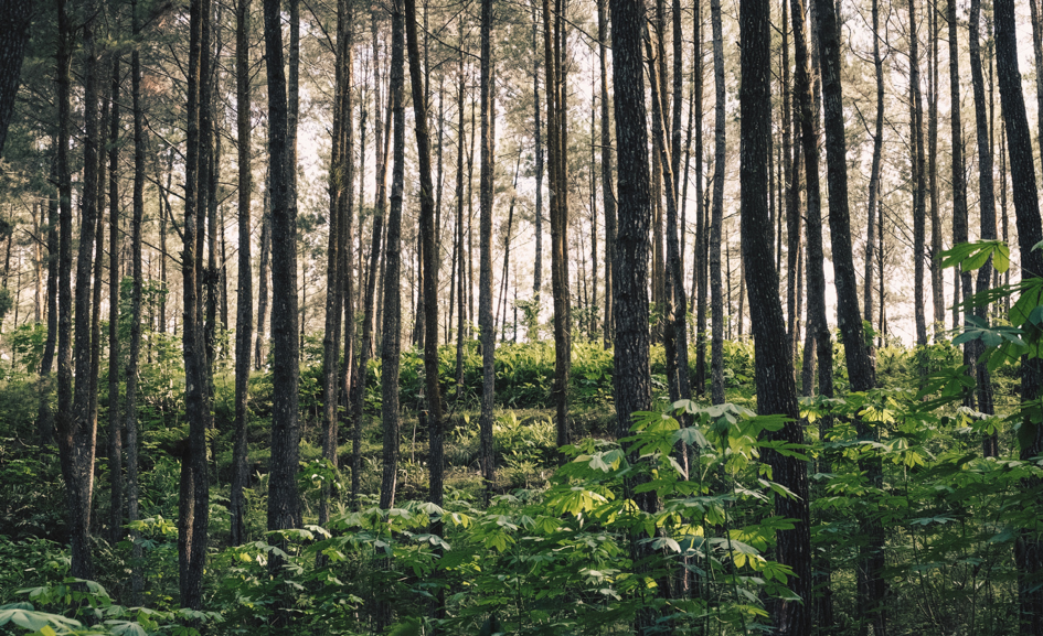 Forest with trees